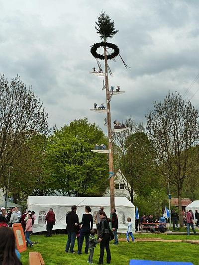 Maibaum 2016